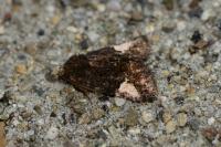 Aedia funesta