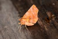Selenia dentaria