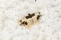 Ligdia adustata