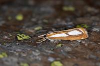 Catoptria gr. permutatellus