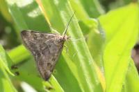 Pyrausta despicata