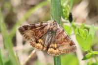 Euclidia glyphica