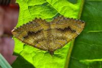 Camptogramma bilineata