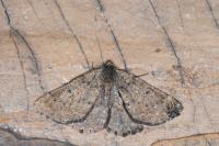 Gnophos obfuscata