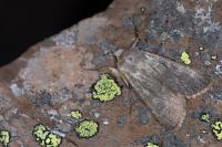 Rhyacia helvetina helvetina