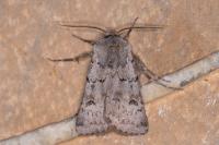 Agrotis cinerea