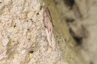 Aphomia sociella