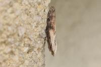 Aphomia sociella