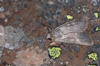 Rhyacia helvetina helvetina
