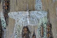 Hypomecis punctinalis