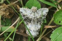 Hecatera bicolorata