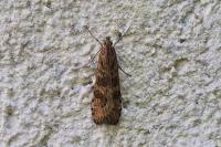 Nomophila noctuella