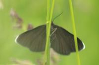Odezia atrata