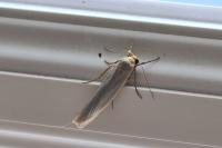 Eilema caniola