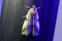 Acrobasis fallouella