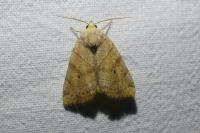 Cosmia trapezina