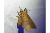 Gastropacha quercifolia