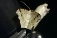 Macaria alternata