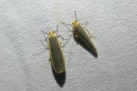 Manulea complana