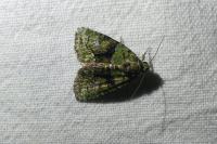 Cryphia algae