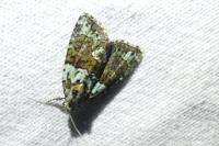 Cryphia algae