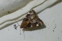 Cosmia diffinis
