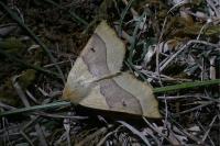 Crocallis elinguaria