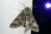 Acronicta megacephala