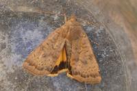Noctua interjecta