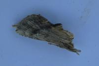 Pterostoma palpina