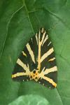 Euplagia quadripunctaria
