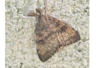 Lymantria dispar
