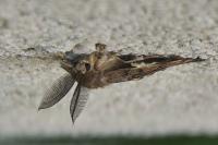 Lymantria dispar
