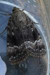 Amphipyra pyramidea/Amphipyra berbera