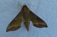 Deilephila porcellus
