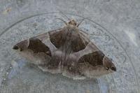 Dysgonia algira