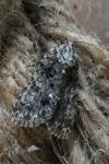 Acronicta rumicis