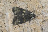 Craniophora ligustri