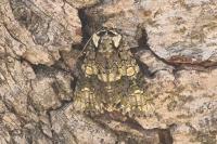 Craniophora ligustri