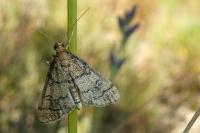 Metasia cuencalis bourgognei