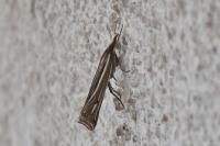 Ancylolomia tentaculella