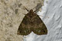 Hydriomena furcata
