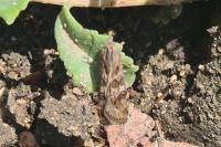 Nomophila noctuella