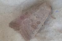 Hoplodrina ambigua/blanda
