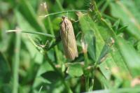 Oncocera semirubella