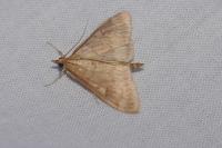 Ostrinia nubilalis