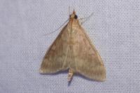 Ostrinia nubilalis