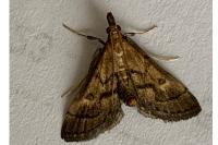 Metasia corsicalis