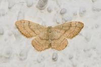 Idaea aversata