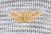 Idaea aversata